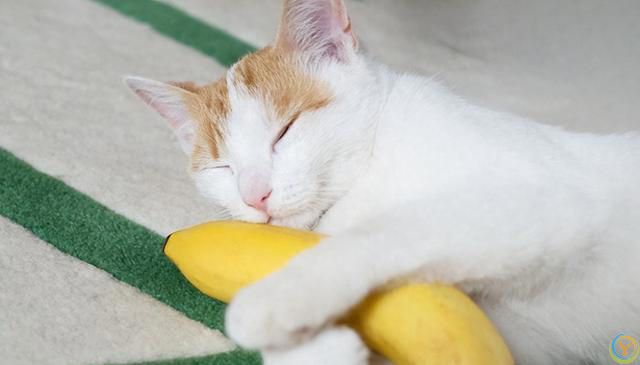 猫咪能否吃香蕉？营养益处与喂养注意事项全解析
