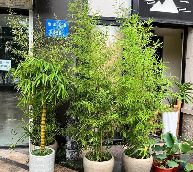 俗语：&ldquo;门前不栽竹，屋后不栽树&rdquo;，老祖宗的话句句在理，别不信