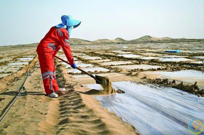 沙海披绿甲 荒漠掘金山