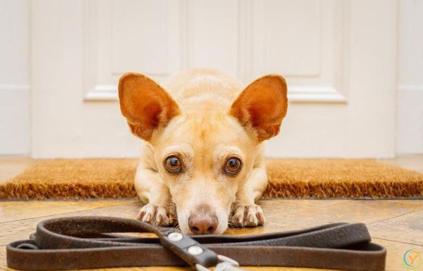 宠物和幸福：如何通过你的宠物获得幸福与快乐？