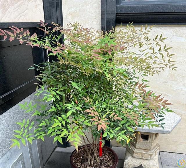 俗语：“门前不栽竹，屋后不栽树”，老祖宗的话句句在理，别不信