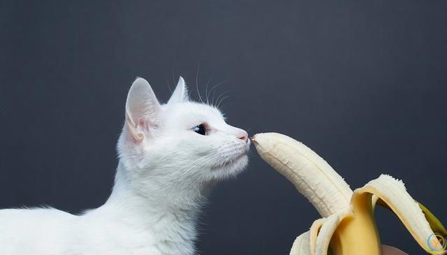 猫咪能否吃香蕉？营养益处与喂养注意事项全解析