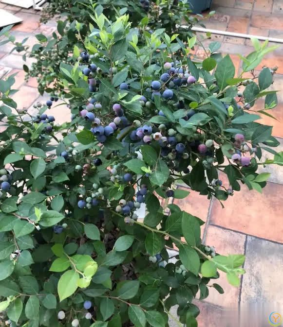 特别适合盆栽的小浆果蓝莓，做好这6点，轻松实现蓝莓果自由！