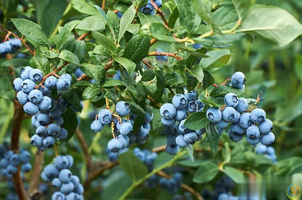 特别适合盆栽的小浆果蓝莓，做好这6点，轻松实现蓝莓果自由！