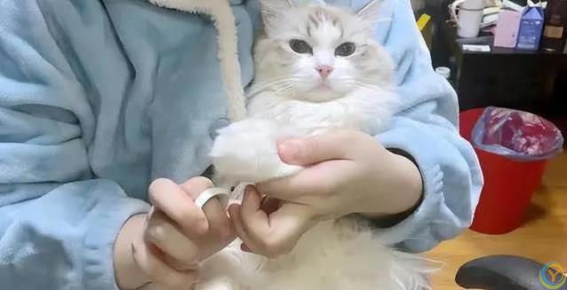 布偶猫毛发干枯打结？7招让它顺滑如丝！