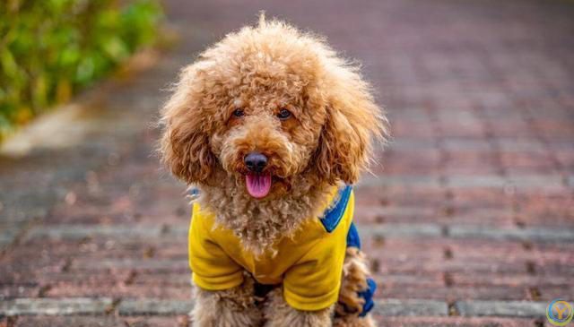 如何培养泰迪犬的独立性？逐步培养泰迪犬独立的方法！