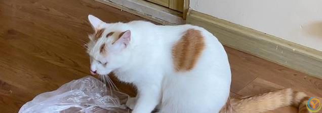 新手养猫之：如何科学引导幼猫养成良好习惯