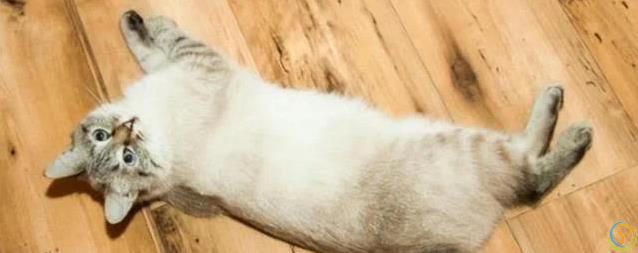 猫咪一见你就打滚撒娇，藏着3种心思，你猜对了吗？