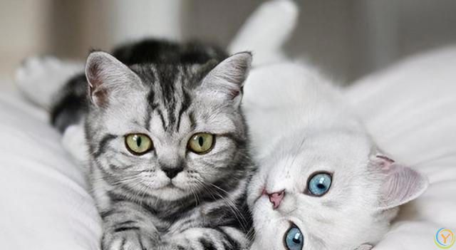 被宠物猫抓咬了要打狂犬疫苗吗？有什么危险？