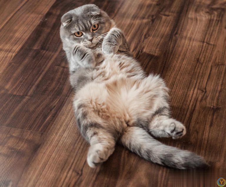 猫咪体重超标？这几个减肥妙招轻松帮到你！