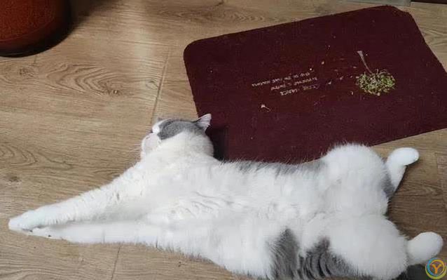 猫咪一见你就打滚撒娇，藏着3种心思，你猜对了吗？