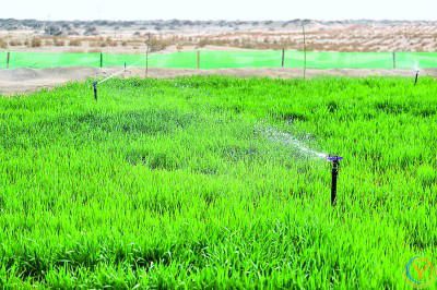 沙海披绿甲 荒漠掘金山
