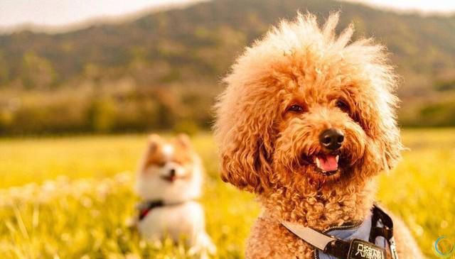 如何培养泰迪犬的独立性？逐步培养泰迪犬独立的方法！