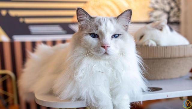 相比短毛猫，长毛猫掉毛情况更为严重，布偶猫毛打结成块怎么办？