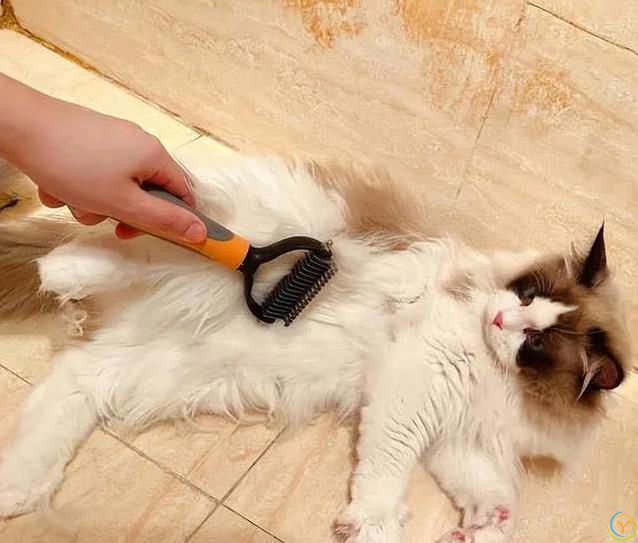 布偶猫毛发干枯打结？7招让它顺滑如丝！