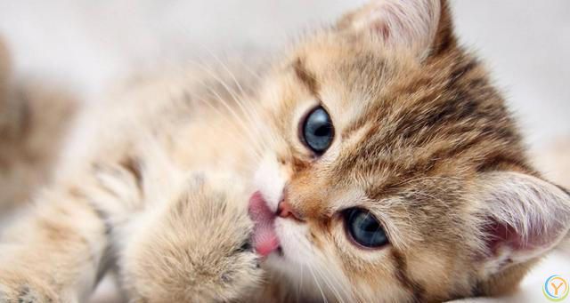 被宠物猫抓咬了要打狂犬疫苗吗？有什么危险？