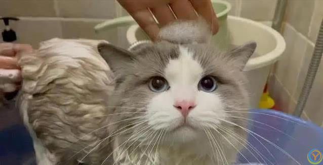 布偶猫毛发干枯打结？7招让它顺滑如丝！