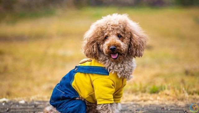 如何培养泰迪犬的独立性？逐步培养泰迪犬独立的方法！