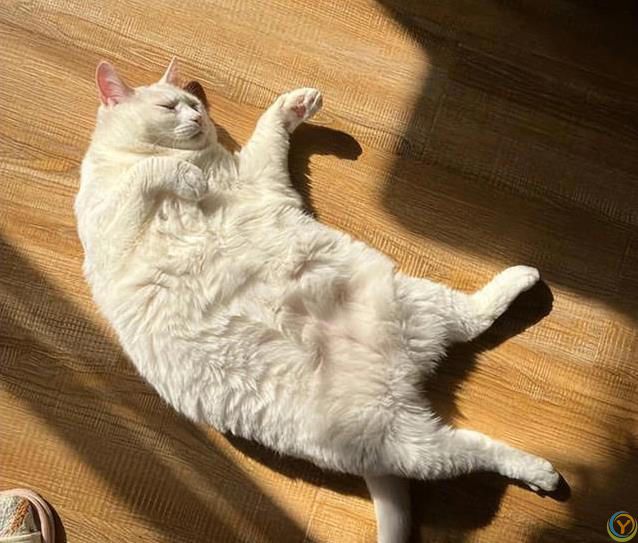 猫咪一见你就打滚撒娇，藏着3种心思，你猜对了吗？