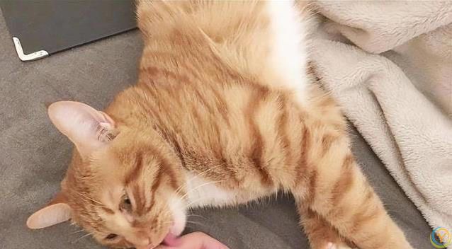 猫咪一见你就打滚撒娇，藏着3种心思，你猜对了吗？