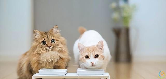 被宠物猫抓咬了要打狂犬疫苗吗？有什么危险？