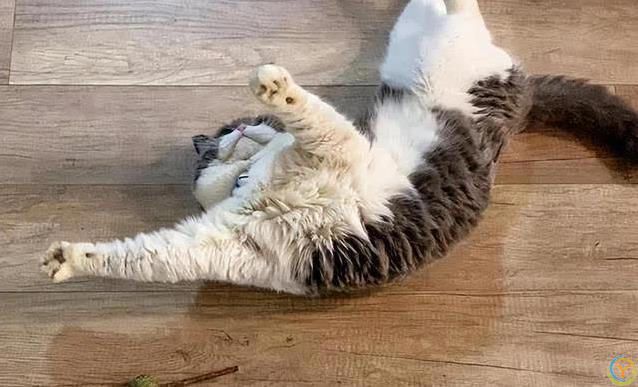 猫咪一见你就打滚撒娇，藏着3种心思，你猜对了吗？