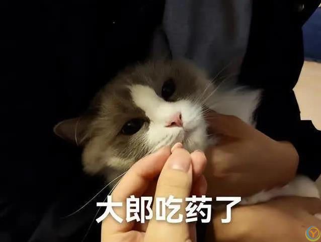 布偶猫毛发干枯打结？7招让它顺滑如丝！