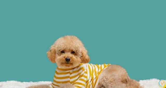 如何培养泰迪犬的独立性？逐步培养泰迪犬独立的方法！