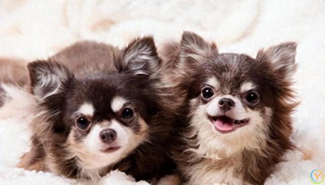 狗狗长寿之道：守护爱犬的幸福生活