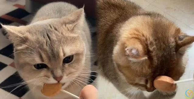 猫咪一见你就打滚撒娇，藏着3种心思，你猜对了吗？