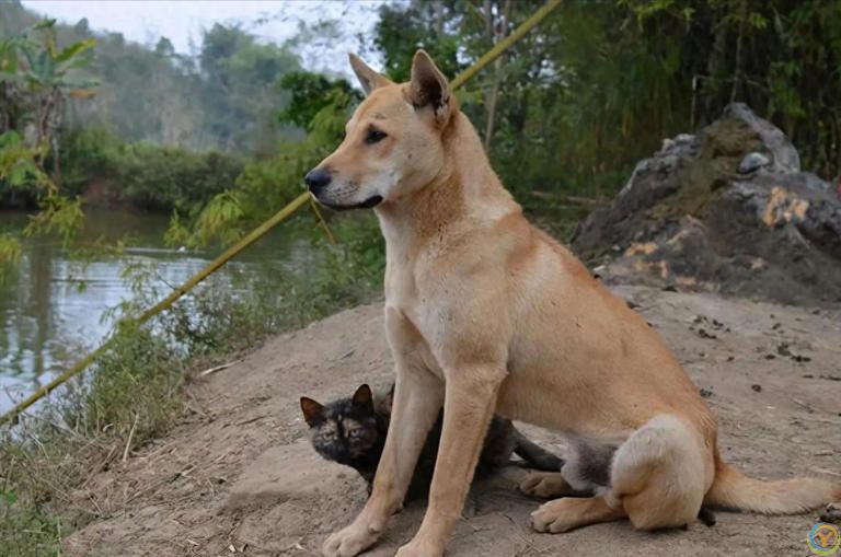 狗是由狼驯化过来的吗？答案来了！