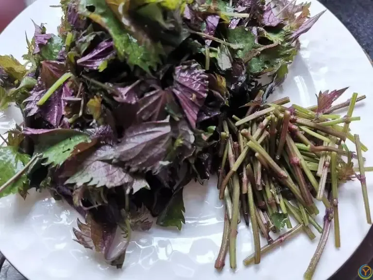 夏至后使劲吃，一开胃，二消炎，三护心，四去湿，随手一炒特别香