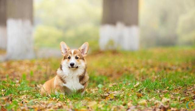 柯基犬基础训练全攻略：从入门到精通的步骤详解！