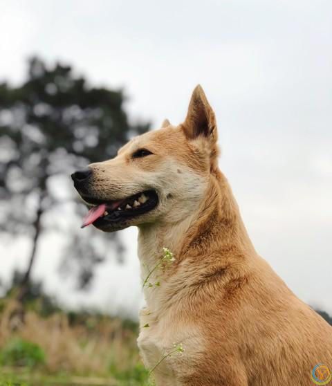 请不要叫它们土狗，它们的原名叫中华田园犬。