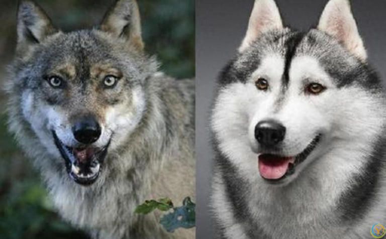 狗是由狼驯化过来的吗？答案来了！