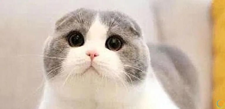 橘猫胖成球却活22年，布偶黏人却掉毛，哪种猫最适合你？