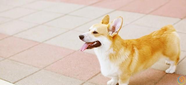 柯基犬基础训练全攻略：从入门到精通的步骤详解！