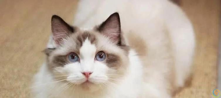 橘猫胖成球却活22年，布偶黏人却掉毛，哪种猫最适合你？