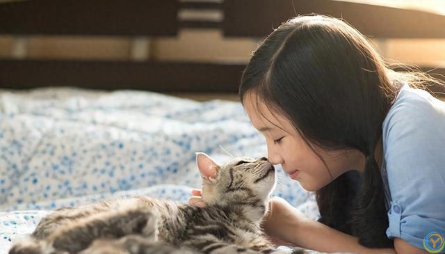 与猫的心灵对话：三大技巧，让你与爱猫情深似海