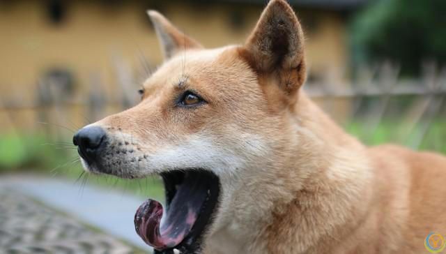 请不要叫它们土狗，它们的原名叫中华田园犬。