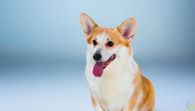 柯基犬基础训练全攻略：从入门到精通的步骤详解！