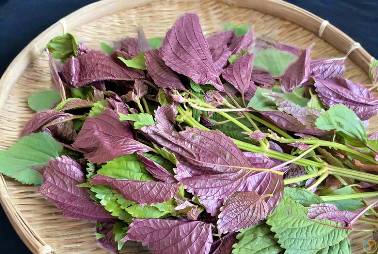 生阳气的3种食物，夏至后常吃，脾胃好了，越吃越健康，轻松度夏