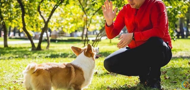 柯基犬基础训练全攻略：从入门到精通的步骤详解！