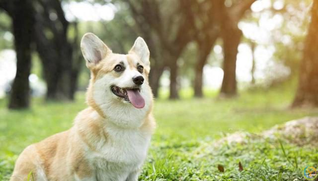 柯基犬基础训练全攻略：从入门到精通的步骤详解！