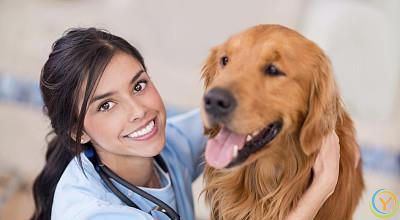 训练萌宠的5个方法，让它们成为我们的好伙伴