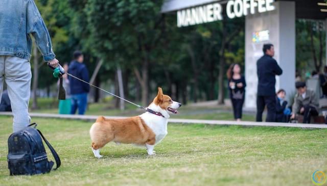 柯基犬基础训练全攻略：从入门到精通的步骤详解！