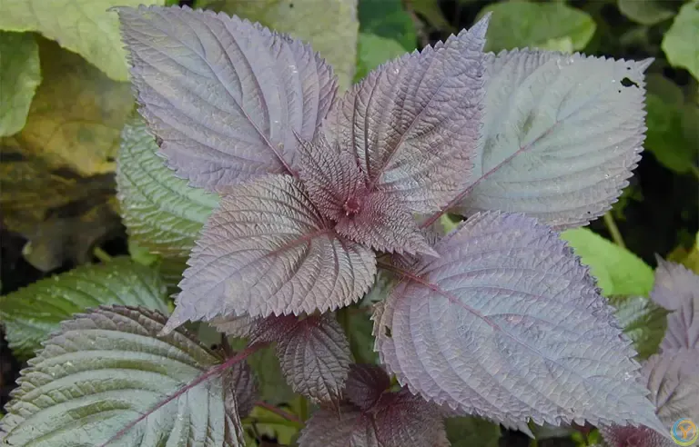 夏至后使劲吃，一开胃，二消炎，三护心，四去湿，随手一炒特别香