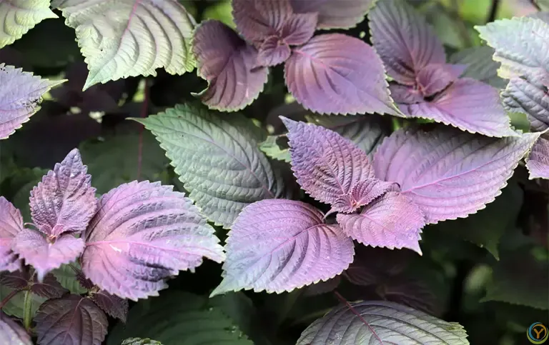 夏至后使劲吃，一开胃，二消炎，三护心，四去湿，随手一炒特别香