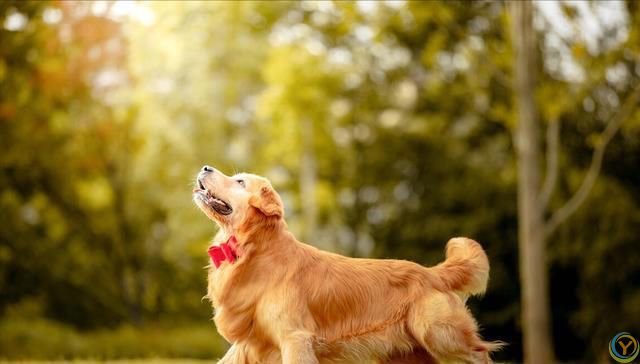 如果你的宠物开启灵智，能够说话，你会有什么感觉？