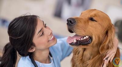 训练萌宠的5个方法，让它们成为我们的好伙伴